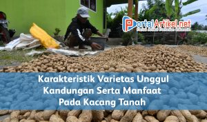 Karakteristik Varietas Unggul, Kandungan Serta Manfaat Pada Kacang Tanah
