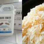 Salah satu cara yang aman dan cepat untuk membasmi kutu beras