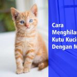 Cara Menghilangkan Kutu Kucing Dengan Mudah